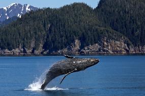 perfect Humpback Whale Jumping