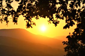 perfect tree Sunset