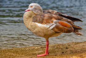 Egyptian Goose Nature