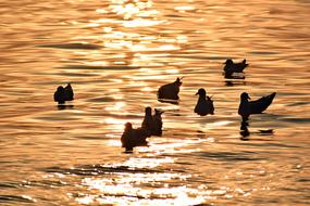 birds on the river at golden sunset