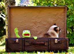 Kermit frog and Cat British