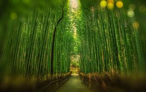 Kyoto Bamboo garden