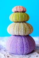 Sea Urchins on the sand as a colorful tower