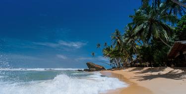 extraordinarily beautiful Beach Coconut Trees