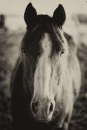 incredibly beautiful Horse