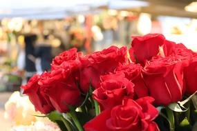 red roses are sold in the market