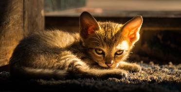 Evening Light Kitten