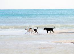 Walk On The Beach dog