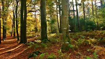 Forest Tree Trunk and Mushrooms