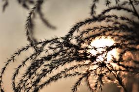Bamboo Grass and sun