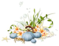 magnificent Sea flowers Coast drawing