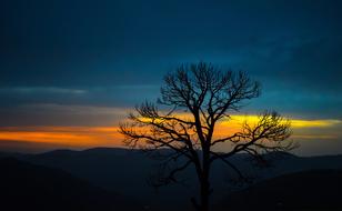 tree on a hill against the backdrop of mountains and sunset