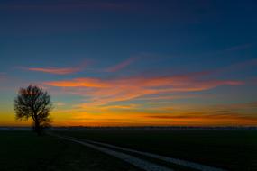 tree near rural road at orange dusk