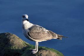 Colorful seagull bird on the rocks at blue water background