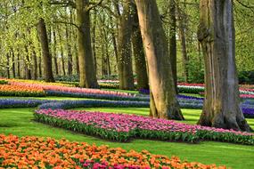 Beautiful De Keukenhof garden with green grass, colorful flowers and colorful trees