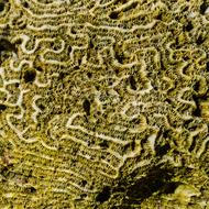 Coral Structure