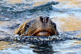 seal face in water close up