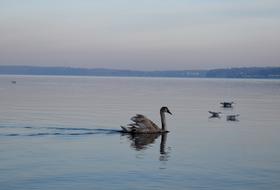 Beautiful cygnet bird on the water at colorful sky background