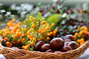 Chestnut Sea Buckthorn