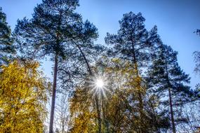 solar backlighting in trees