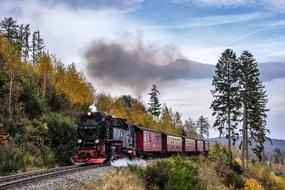 Steam Locomotive forest