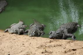 crocodiles in a pond in green water