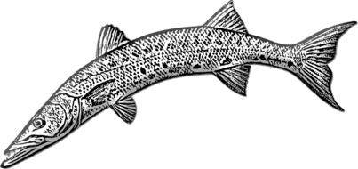 barracuda fish as a drawing