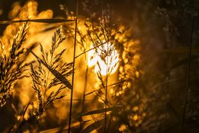 ravishing gold Sunset Landscape