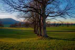 Fischbachau Bavaria Land tree