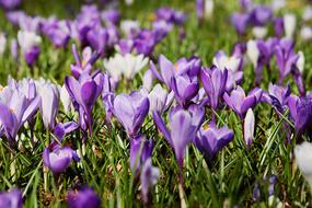 beautiful Crocus Spring Flowers