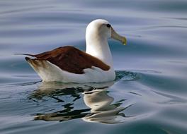 ravishing Albatross Seabird Bird