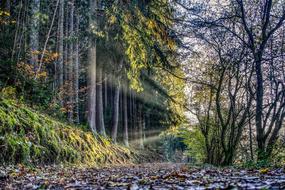 magnificent Sun Rays