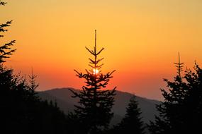 Sunset Solar trees