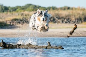 Dog Water jump