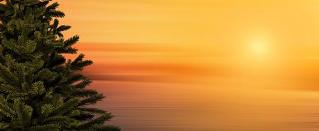 spruce against the orange sky at sunset