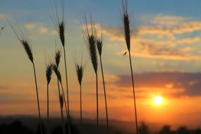 Sunset Sky grass