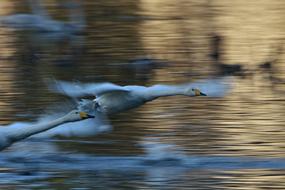 bird takes off From the Water