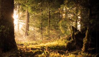 sun rays in a quiet dense forest