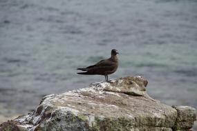 dark gull on a large stone near the water