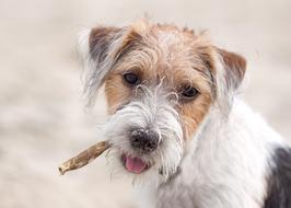 Dog Terrier dog with sigar