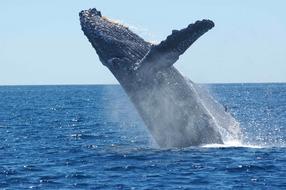 Humpback Jumping