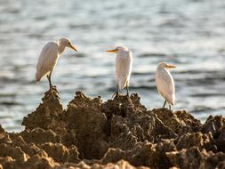 Sea Birds Rocky Coast