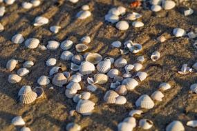 absolutely beautiful Seashells