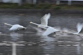 a flock of white swans flies above the surface of the water