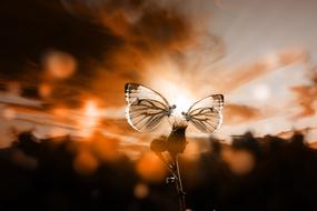 absolutely beautiful Butterfly Sunset