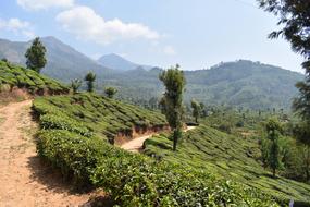 incredibly beautiful Munnar Kerala