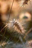Grasses Blade Of Grass sun