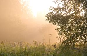 incredibly beautiful Summer Landscape Background