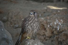 Wild Bird