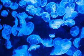 perfect Jellyfish Blue